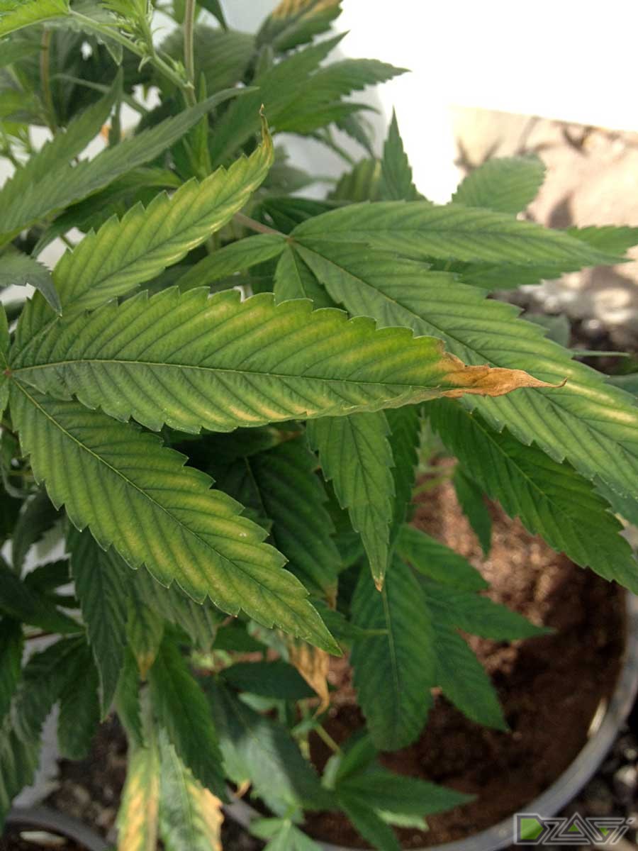 почему сохнут кончики листьев у марихуаны